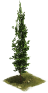 Bestand:14 EarlyMiddleAge Cypress.png